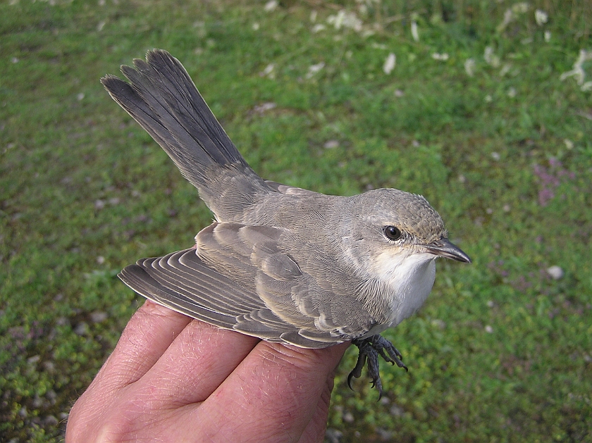 Barred Warbler, Sundre 20050726